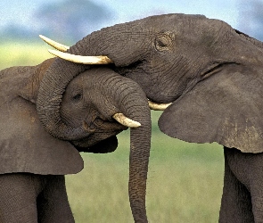 Słonie, Dwa