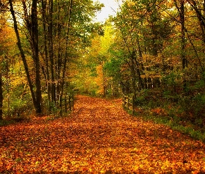 Las, Jesień, Drzewa, Liście, Mostek