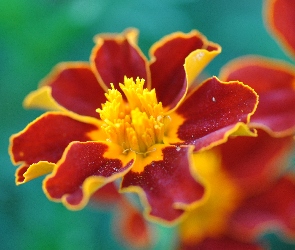 Aksamitka, Tagetes