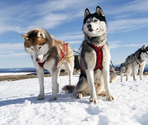 Zima, Góry, Husky, Psy, Zaprzeg, Sanie