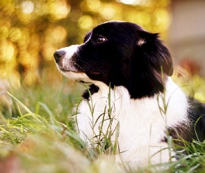 Border Collie, Trawa