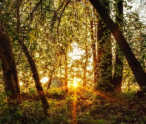 Las, Wiosna, Promienie, Słońca, Drzewa