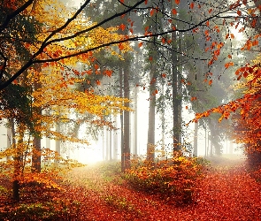Las, Drzewa, Jesień, Mgła, Drogi, Liście