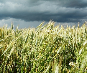 Niebo, Ciemne, Kłosy, Zboża