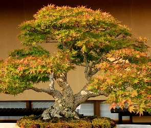 Klonu, Miniatura, Drzewko, Bonsai