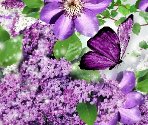 Bez, Motyl, Clematis