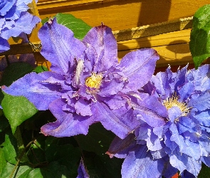 Ściana, Drewniana, Clematis, Niebieski