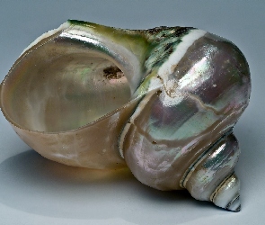 Muszla, Tęczowa