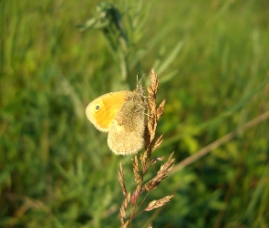 Łąka, Źdźbło, Motyl, Trawy