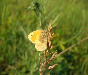 Motyl, Łąka, Źdźbło, Trawy