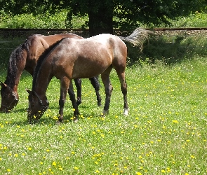 Łąka, Konie