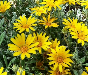 Ogród, Gazanie, Żółte