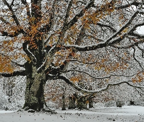 Drzewo, Ośnieżone, Zima, Park