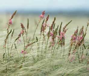 Trawy, Kwiatki, Kwitnące, Polne