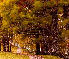 Park, Jesień, Szpaler Drzew, Aleja