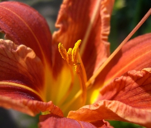 Liliowiec, Pomarańczowy, Kwiat