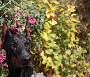 Doberman