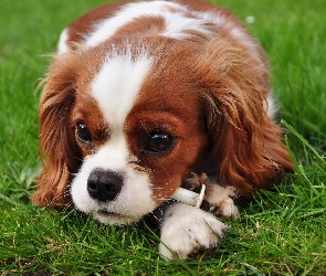 Spaniel, Łąka, Szczeniaczek