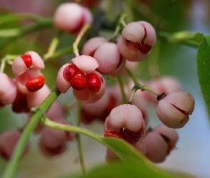 Czerwone, Makro, Liście, Jagody, Roślina