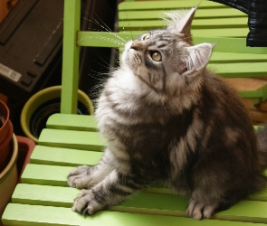 Maine Coon, Krzesło, Kotek