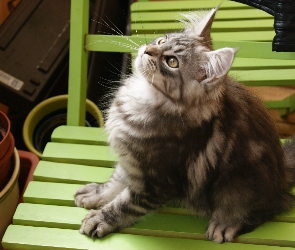 Maine Coon, Krzesło, Kotek