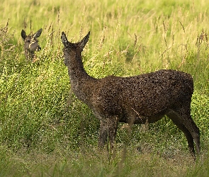 Sarna, Trawa