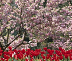 Ogród, Tulipany, Drzewa, Czerwone, Kwitnące