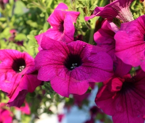 Purpurowe, Surfinie