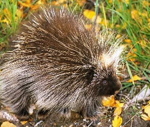 Jeżozwierz, Liście, Trawa