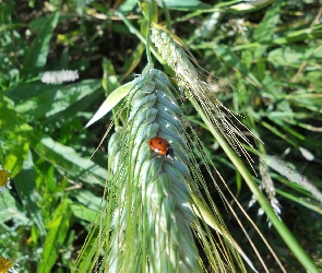 Biedronka, Trawy, Kłos