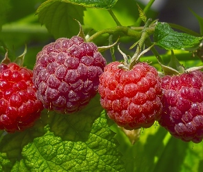 Maliny, Makro