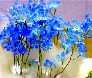 Niebieskie, Ostróżka, Kwiatki, Drobne