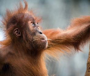 Orangutan, Młody