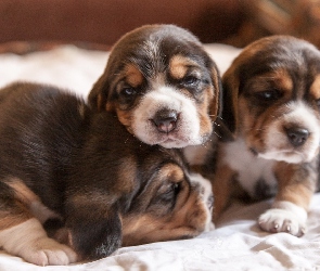 Szczeniaczki, Beagle, Słodkie