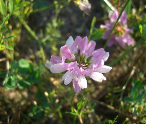 Różowy, Polny, Cieciorka, Kwiat