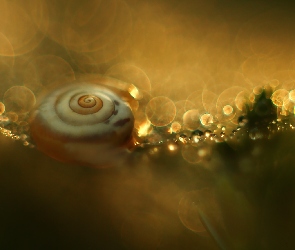 Muszla, Bokeh, Ślimak