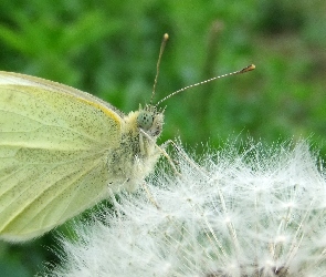 Mniszek, Mlecz, Motyl