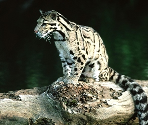 Ocelot