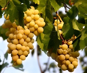 Żółte, Winogrona