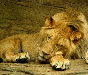 Lew, Śpiący