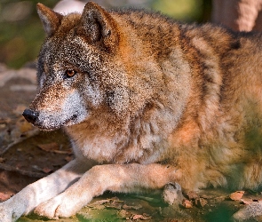 Wilk, Łapy