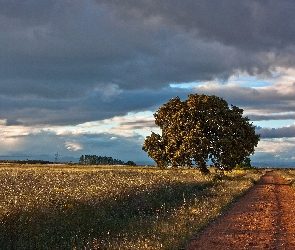 Krajobraz, Drzewo, Polna, Droga