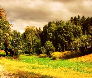 Łąka, Chmury, Las