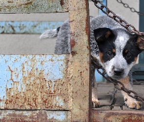 Australian cattle dog