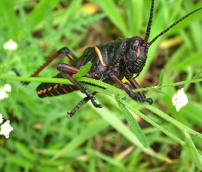 Konik polny, Czarny