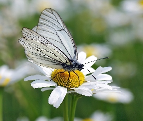 Motylek, Stokrotka, Motyl