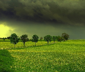 Lato, Drzewa, Niebo, Łąka