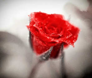 Róża, Rosa, Kropelki