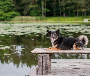 Ławka, Pomost, Piesek, Ławeczka, Staw, Pies, Jezioro