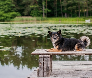 Piesek, Pies, Ławeczka, Staw, Pomost, Ławka, Jezioro